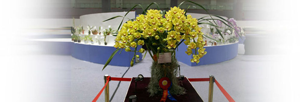 Grand Champion, 10th Asia Pacific Orchid Conference held in Chongqing, China (March 20-24, 2010)